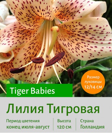  Тигровая лилия Tiger Babies